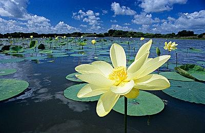 《Ai Vpet ＆ 守护与智友》：创意工坊自制上传，你的AI宠物你做主